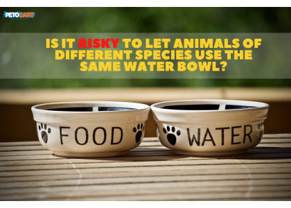 Is It Risky to Let Animals of Different Species Use the Same Water Bowl?